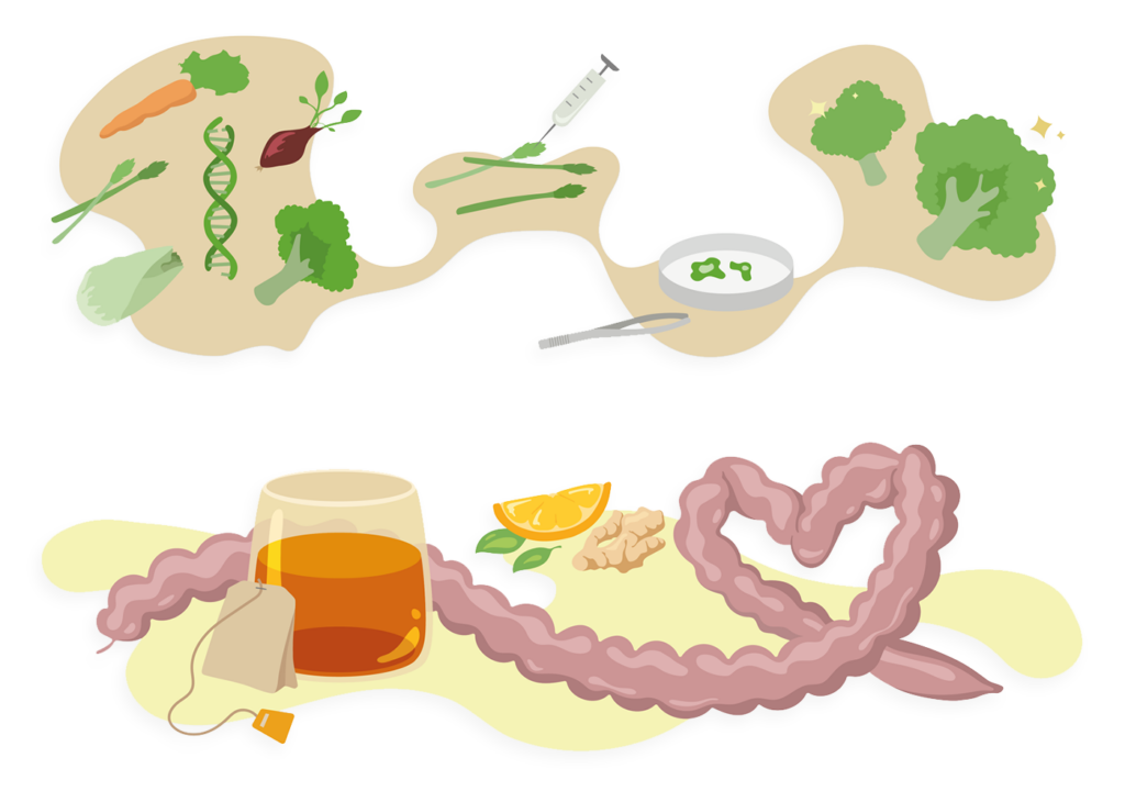Illustrationer af mad eksperimentarie: Te, der er god for tarmen, friske grøntsager, pincetter, DNA strenge m.m.